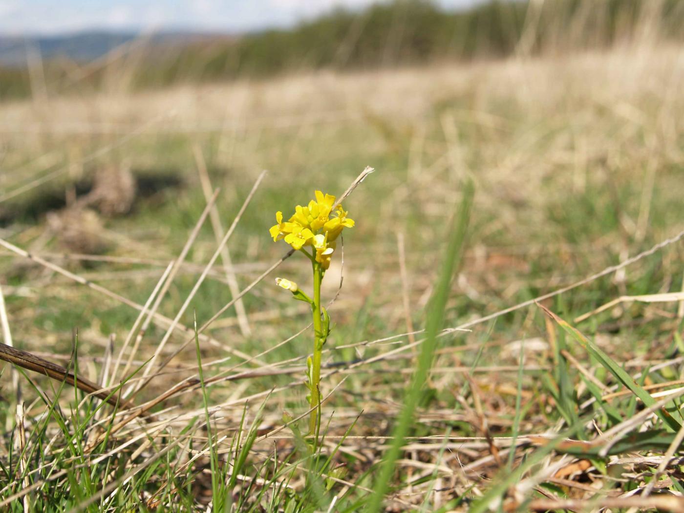 Winter Cress, Intermediate plant